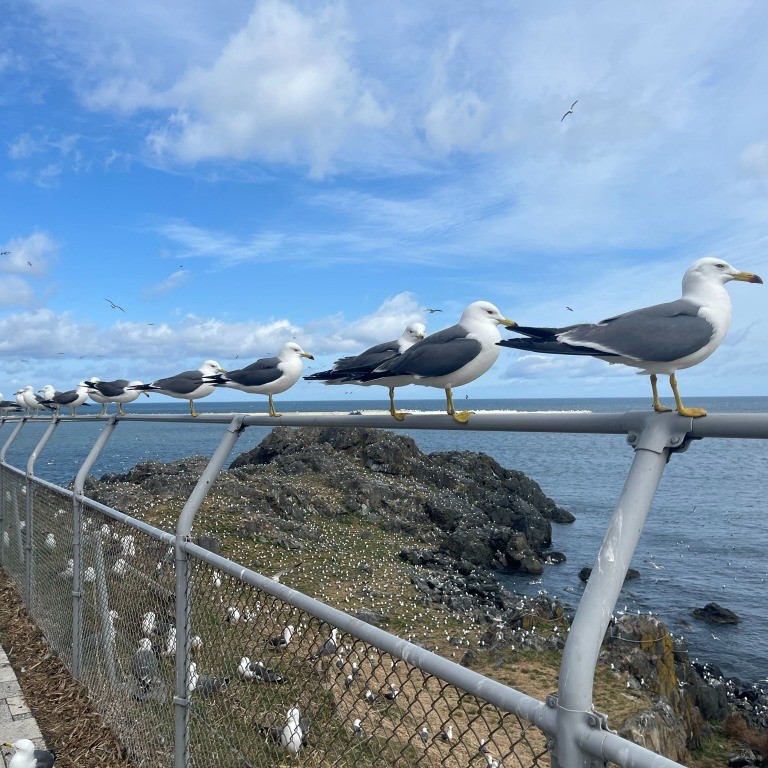 Black-tailed Gulls at Kabushima