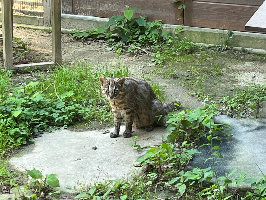 The Real Ghost of Tsushima: A Journey to Japan's Edges Tsushima Leopard Cat